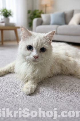 Mixed Persian Cat